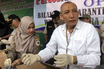 Balai Karantina Surabaya waspadai penyebaran flu babi afrika