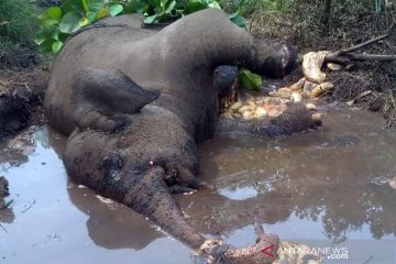 Gajah sumatera berkaki buntung ditemukan mati di Riau