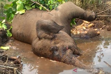 Kematian gajah sumatera berkaki buntung diduga akibat sakit