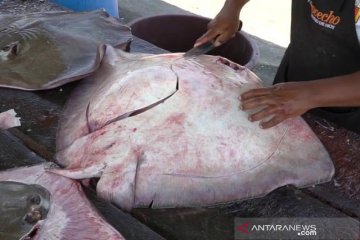 Warga Desa Bunglai tangkap ikan pari berbobot 200 Kg