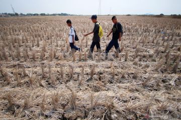 Puluhan hektare sawah di Kota Serang puso akibat kekeringan