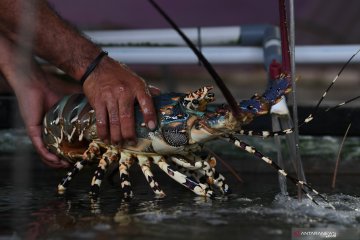 Menyoroti kontroversi wacana dibukanya lagi ekspor benih lobster