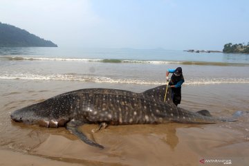 Seekor Hiu Paus terdampar di pantai Teluk Betung