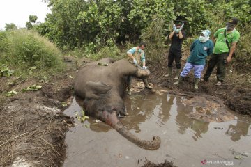 Gajah sumatera ditemukan mati di wilayah konsesi di Bengkalis