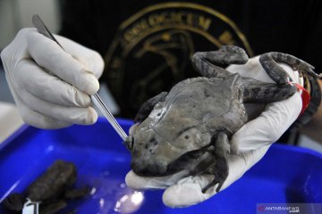 LIPI temukan spesies baru katak Kalimantan