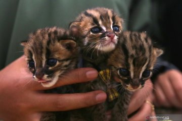 Empat ekor bayi macan akar diamankan