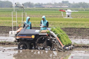 Mekanisasi pertanian dari "Food Estate" hingga kedaulatan pangan