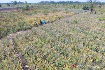 KLHK targetkan restorasi gambut 2 juta ha 2030 sukses 90 persen