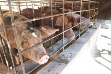 Pemprov NTT alihkan anggaran ternak babi Rp2miliar, tangani COVID-19