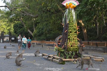 Tiket masuk Alas Kedaton Bali digratiskan hingga September