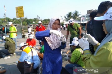 Peneliti sebut Kerang Hijau Teluk Jakarta cocok untuk biofilter