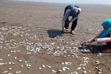 Warga heboh, ikan mati massal di pantai Lolonluan terjadi dua kali