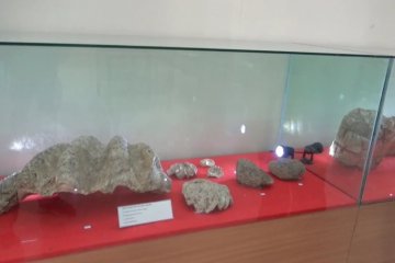 Puslit Arkenas temukan fosil kerang dan terumbu karang di Ngawi
