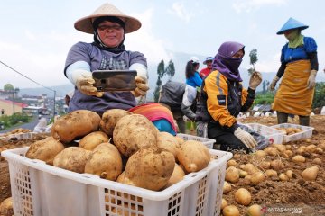 Golden Agrihorti inovasi kentang Balitbangtan untuk industri pangan