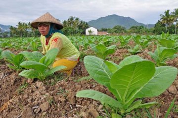 Pengamat sebut sejumlah risiko yang perlu diwaspadai petani tembakau