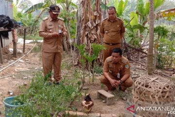 Bunga bangkai langka kembali tumbuh di Jambi