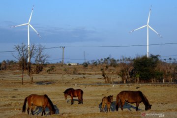 Survei: Pembangkit tenaga angin diprediksi bertambah usai COVID-19