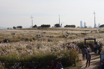 Festival Rumput Perak Seoul akan dibuka pekan ini