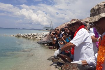 Menpar lepas penyu di Pulau Pengelap Kota Batam