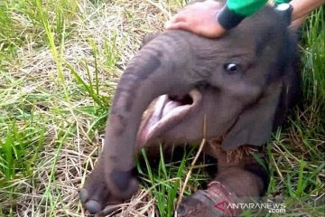 Seekor anak gajah di Riau terjerat dan terpisah dari rombongan