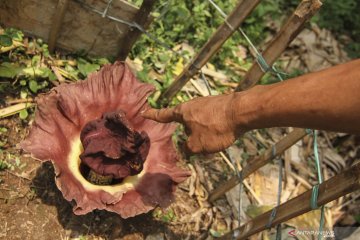 Bunga bangkai di Depok