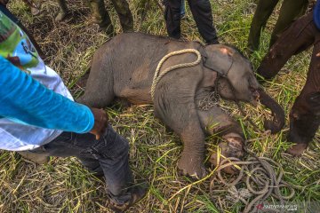 Anak gajah Sumatera terkena jerat pemburu