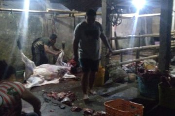 Distan Mataram temukan pemotongan hewan ilegal