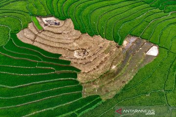 Kementan: Peningkatan produksi beras bukti strategi sektor pertanian