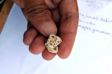 Balai Arkeologi temukan gigi manusia prasejarah di Situs Yomokho-Papua