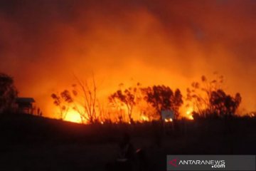 Areal sabana Gunung Tambora terbakar