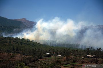 Kebakaran hutan pinus Malino makin meluas