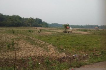 Sawah kekeringan di Desa Sarang Burung Muarojambi