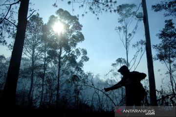 Kebakaran hutan pinus Malino