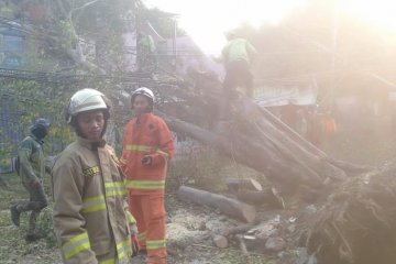 Pohon besar tumbang di Halim