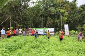 Dukung kemandirian ekonomi, Korindo ajari masyarakat Papua bercocok tanam