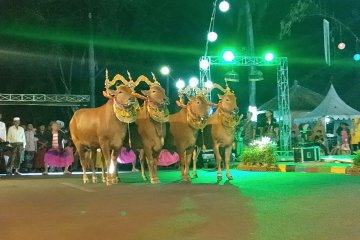 Seni budaya Madura dipentaskan di Hari Jadi Pamekasan