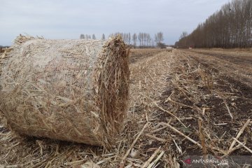 Petani di Mongolia Dalam untung Rp5,9 miliar dari jerami