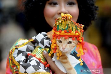 Kontes kostum kucing