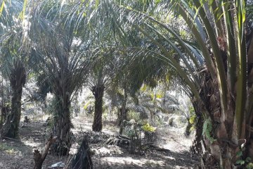 Warga pemilik kebun sawit di Mukomuko terima dana peremajaan sawit