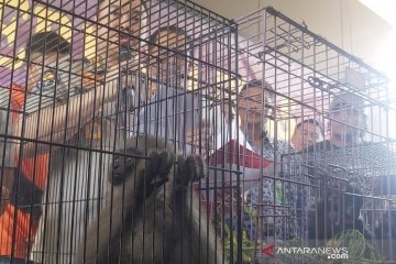 Polda Jabar tangkap pelaku jual beli satwa yang dilindungi