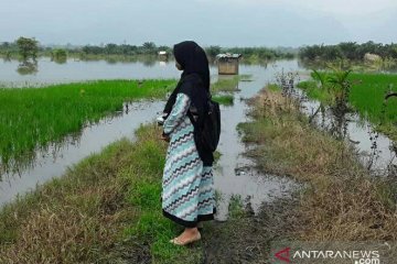 Sungai Batang Angkola meluap merendam  240 hektare sawah di Tapsel