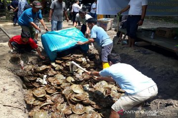 BBKSDA Riau musnahkan ribuan satwa dilindungi belangkas sitaan