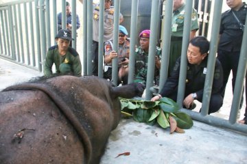 Kandang badak baru di Suaka Rhino Sumatera diresmikan