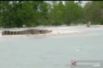 BKSDA berharap Pemda Babel keluarkan kebijakan lindungi habitat buaya