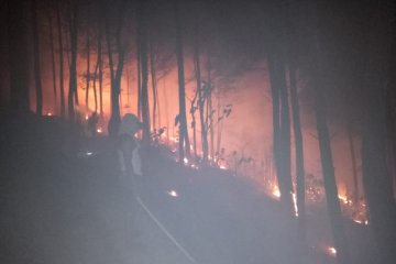 Kebakaran melanda kawasan hutan Trenggalek