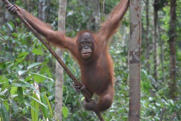 Tiga orangutan dilepasliarkan lagi di Taman Nasional Betung Kerihun