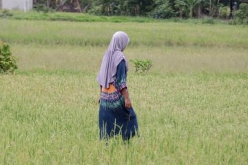 Solusi perbankan atasi inflasi beras di Aceh