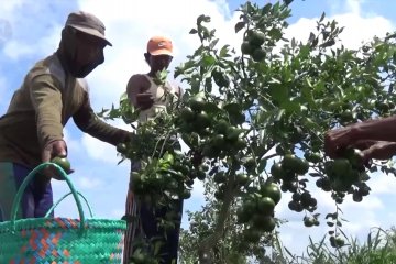 Budidaya jeruk semakin diminati petani Batola