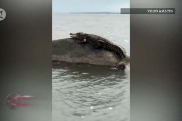 Habitat terganggu tambang ilegal di Bangka, buaya berkeliaran