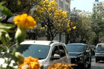 Meronanya bunga tabebuya di tepi Jalan Braga